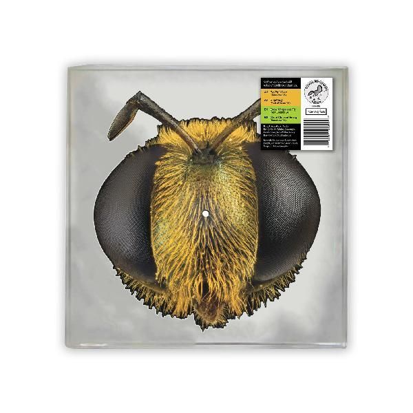 Big Fig Wasp by King Gizzard & The Lizard Wizard